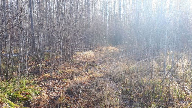 Расчищенный вход в лес, со стороны первой открытой вырубки.jpg